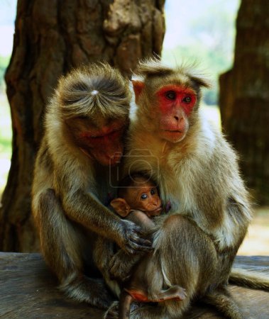 In the heart of their leafy kingdom, a harmonious family of monkeys gathers in a serene tableau, each playing a vital role in the nurturing of their newest member. At the focal point sits the adorable baby monkey, nestled comfortably in its mother's 