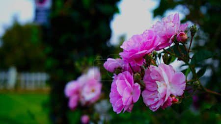 In einer malerischen Gartenkulisse steht eine atemberaubende rosa Rose im Mittelpunkt, deren zarte Blütenblätter sich anmutig in der sanften Brise entfalten. Vor einer grünen Kulisse aus üppigen Bäumen und lebendigem Laub sticht die Rose als Leuchtfeuer natürlicher Schönheit hervor.