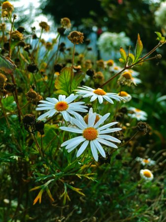 Inmitten der sanften Hügel von Ootys üppigem Grasland taucht eine einsame weiße Blume auf, deren unberührte Blütenblätter im sanften Licht der Sonne schimmern. Inmitten des grünen Rasenteppichs erhebt sich diese zarte Blüte und strahlt eine Aura der Reinheit aus. 
