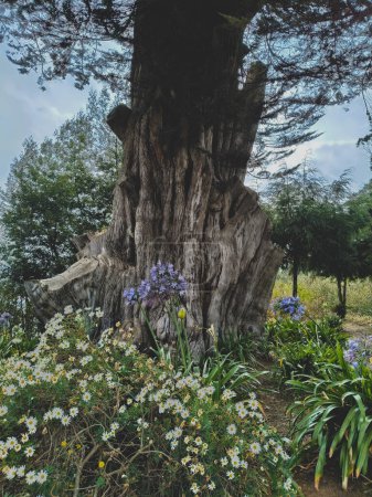 Au c?ur des prairies pittoresques d'Ooty, un majestueux fragment d'arbre imposant se dresse comme une sentinelle du temps, son écorce altérée ornée des cicatrices d'innombrables saisons. Au milieu d'une tapisserie vibrante de plantes à fleurs et de verdure luxuriante, cette 