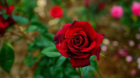 Au milieu de la beauté enchanteresse d'une roseraie vibrante, une rose rouge solitaire fleurit dans une splendeur resplendissante, ses pétales veloutés se déploient pour révéler une démonstration captivante d'élégance naturelle.