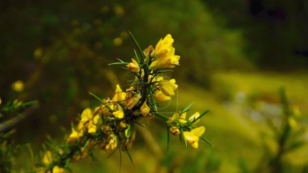 In the midst of a sun-kissed landscape, the gorse plant bursts forth in a blaze of golden hues, its vibrant blooms painting the scene with the essence of nature's sunshine. Against a backdrop of rolling hills and azure skies, the gorse stands as a be