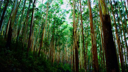 Entra en el encantador abrazo del bosque de eucaliptos de Ooty, donde gigantes imponentes se extienden hacia el cielo, sus hojas plateadas brillando bajo la luz del sol moteada. A medida que paseas por los caminos sinuosos, una sinfonía de aromas llena el aire, el vigorizante 