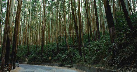 As you delve deeper into the forest, the rhythmic rustle of leaves becomes a soothing melody, calming the mind and rejuvenating the spirit. The eucalyptus forest becomes a sanctuary of serenity and tranquility, a place where time seems to stand still