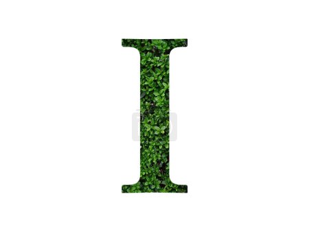 Téléchargez les photos : Lettre I de l'alphabet faite de feuilles vertes, isolées sur fond blanc - en image libre de droit