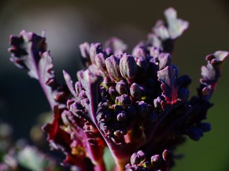 Foto de Super macro of purple flower head of Broccoli Purple Sprouting Early (Brassica oleracea botrytis var. Cymosa) en el huerto. con colores púrpura y verde - Imagen libre de derechos