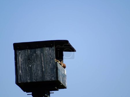 Photo for Four small kestrel birds ( Falco tinnunculus) in a nest box, looking outside, with a blue background - Royalty Free Image