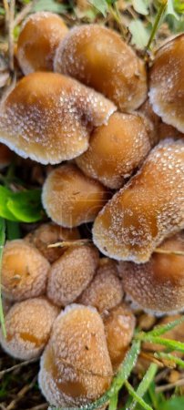 Téléchargez les photos : Gros plan macro-photographie de champignons sauvages couverts de givre dans leur environnement naturel boisé - en image libre de droit
