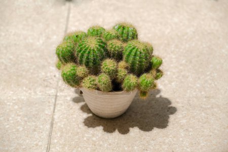 Téléchargez les photos : Petit pot blanc sous la lumière directe du soleil, plein de cactus épineux - en image libre de droit