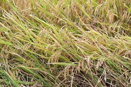 Téléchargez les photos : Riz jaunâtre prêt à être récolté pendant la saison sèche en Asie - en image libre de droit
