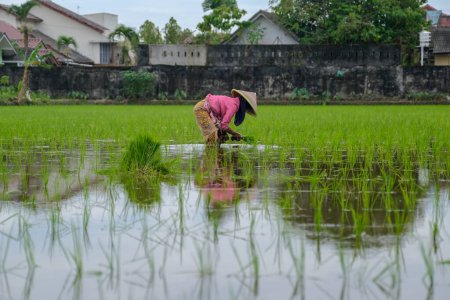 Photo for Old Asian woman planting rice in the field during rainy seasoning Yogyakarta, 1 February 2023 - Royalty Free Image
