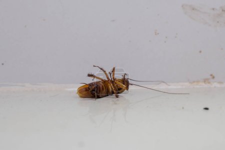 Foto de Cucaracha moribunda tirada muerta en el suelo, en la esquina de una habitación - Imagen libre de derechos