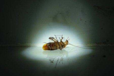 Cucaracha moribunda encontrada bajo el foco en la oscuridad