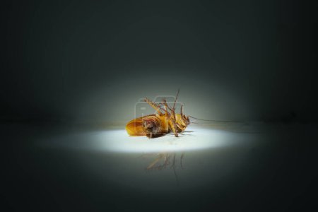 Foto de Cucaracha sucia encontrada muerta bajo el foco en la oscuridad - Imagen libre de derechos