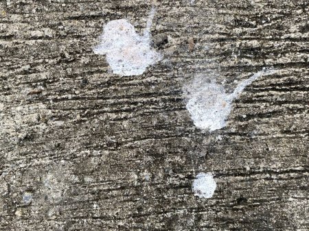 Foto de Excrementos de aves en el suelo de cemento - Imagen libre de derechos