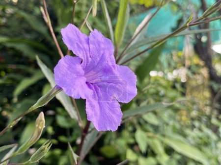 Photo for Beautiful ruellia tuberosa flowers in the garden - Royalty Free Image
