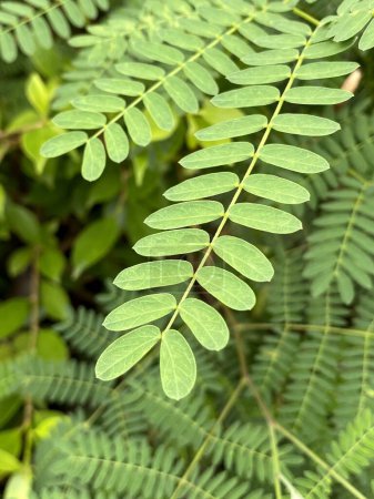 Photo for Green leucaena glauca leaves the forest - Royalty Free Image