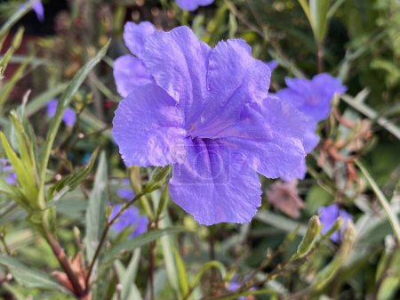 Photo for Beautiful purple ruellia tuberosa flower in the garden - Royalty Free Image