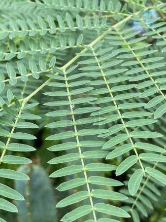 Photo for Green leucaena glauca leaves, flora and foliage - Royalty Free Image