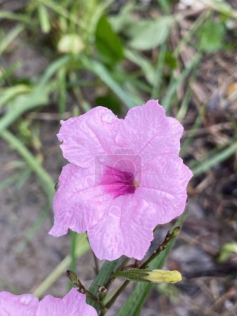 Foto de Hermosa flor rosa ruellia tuberosa en el jardín - Imagen libre de derechos