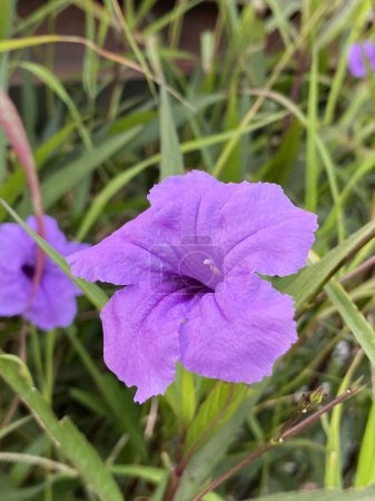 Photo for Beautiful ruellia tuberosa flowers in the garden - Royalty Free Image