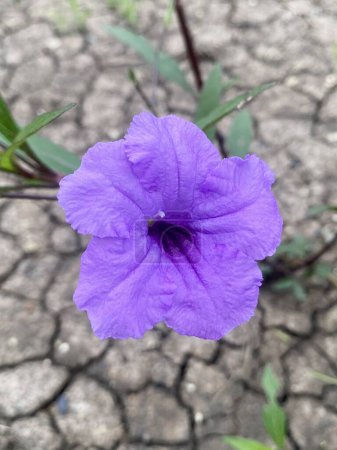 Foto de Beautiful purple ruellia tuberosa flower in the garden - Imagen libre de derechos