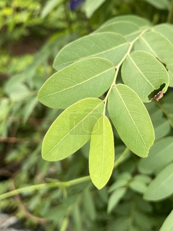Photo for Green Cassia arayatensis leaves, flora and foliage - Royalty Free Image