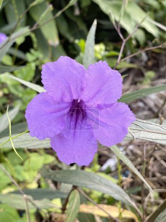 Foto de Beautiful purple ruellia tuberosa flowers in the garden - Imagen libre de derechos