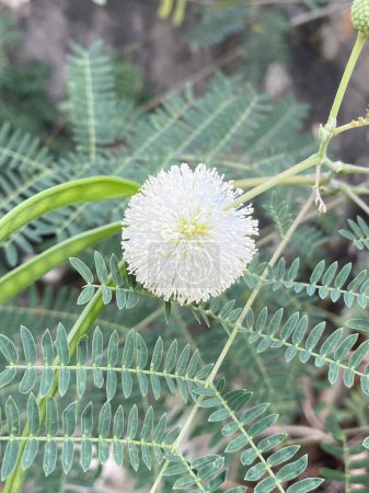 Photo for Leucaena glauca flower in nature garden - Royalty Free Image