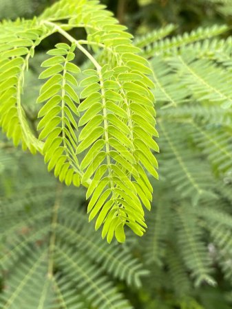 Photo for Green leucaena glauca leaves of fern in the forest - Royalty Free Image