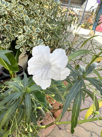 Photo for White ruellia tuberosa flower in nature garden - Royalty Free Image