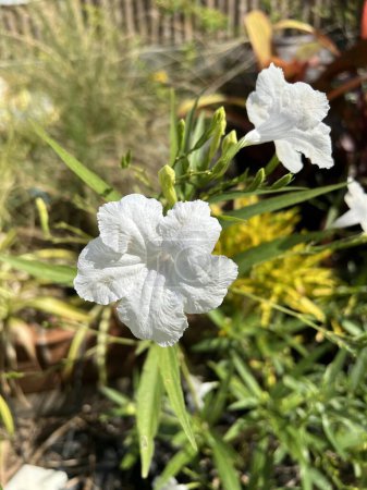 Photo for Beautiful white ruellia tuberosa flower in the garden - Royalty Free Image