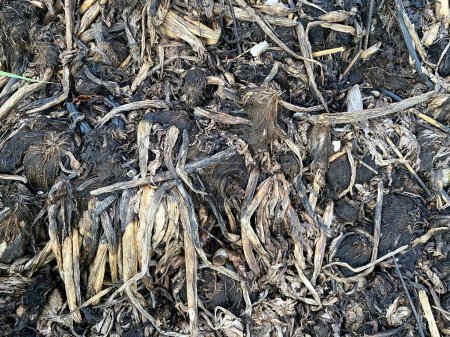 Téléchargez les photos : Eichhornia crassipes sèches ou jacinthe d'eau sur le sol - en image libre de droit