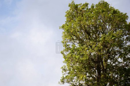 Photo for Green leaves on the background of the sky - Royalty Free Image