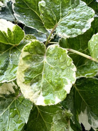 Foto de Green leaves of Mistletoe Fig in the garden - Imagen libre de derechos