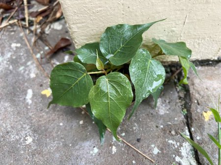 Photo for Green Ficus religiosa leaves on the ground - Royalty Free Image
