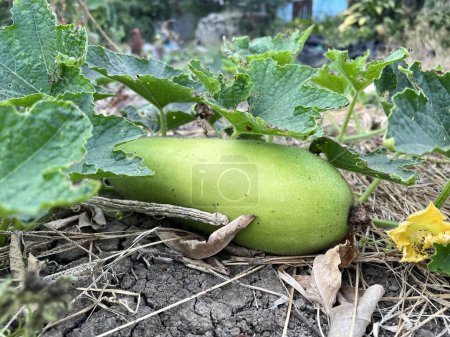 Photo for Green winter melon on the ground - Royalty Free Image