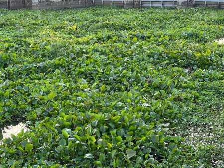 Téléchargez les photos : Plante verte eichhornia crassipes croissant dans le jardin - en image libre de droit