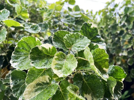 Téléchargez les photos : Green Mistletoe Fig leaves of a plant in the garden - en image libre de droit