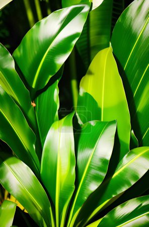 Téléchargez les photos : Feuilles vertes d'une plante - en image libre de droit