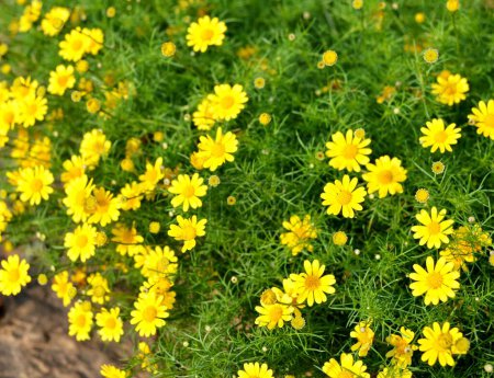 yellow Dahlberg Daisy flowers in the garden