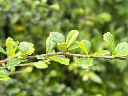 Téléchargez les photos : Feuilles vertes sur une branche dans le jardin - en image libre de droit