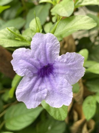 Photo for Purple flower Waterkanon, Watrakanu, Minnieroot, Iron root, Feverroot, Popping pod, Cracker plant,on natural daylight green blur background - Royalty Free Image