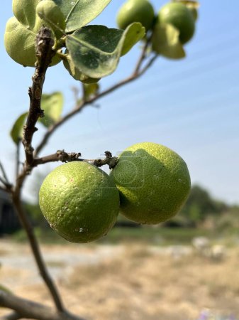 Téléchargez les photos : Limes vertes sur un arbre - en image libre de droit