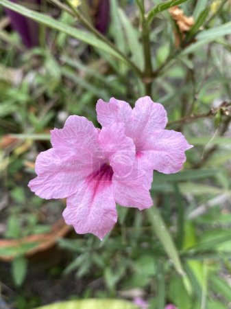 Photo for Ruellia tuberosa flower in nature garden - Royalty Free Image