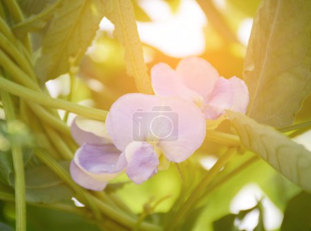 Téléchargez les photos : L'image de fond des fleurs colorées, fond nature - en image libre de droit