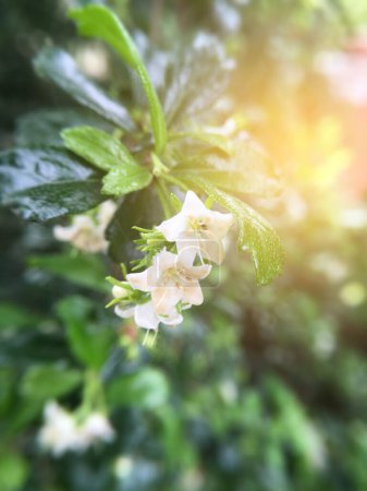 Téléchargez les photos : Belles fleurs de thé Fukien dans le jardin - en image libre de droit