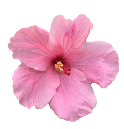 Foto de Flor de hibisco aislada en un fondo blanco - Imagen libre de derechos