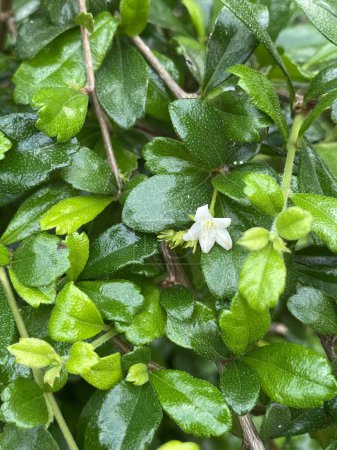 Téléchargez les photos : Vue rapprochée des feuilles de thé vert Fukien dans le jardin - en image libre de droit