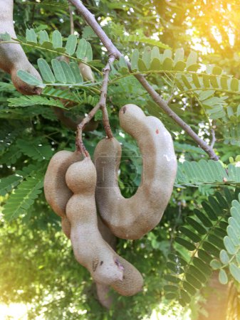 Photo for Tamarind fruit in nature garden - Royalty Free Image